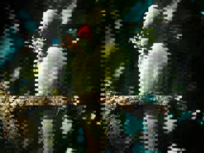 Rare Parrot Spotted Nesting in Centennial Park for First Time in Decades